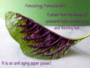Amazing Amaranth