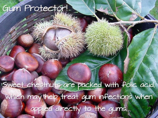 Chestnuts-Gum Protector