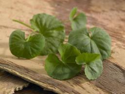 Gotu Kola
